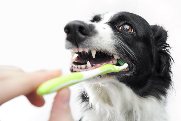 Image result for brush dog teeth