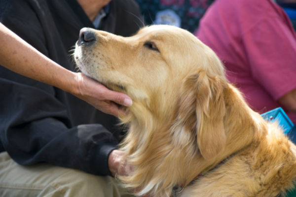 Therapy dog hot sale breeds