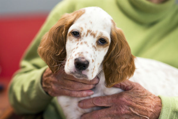 how long does it take to train a therapy dog