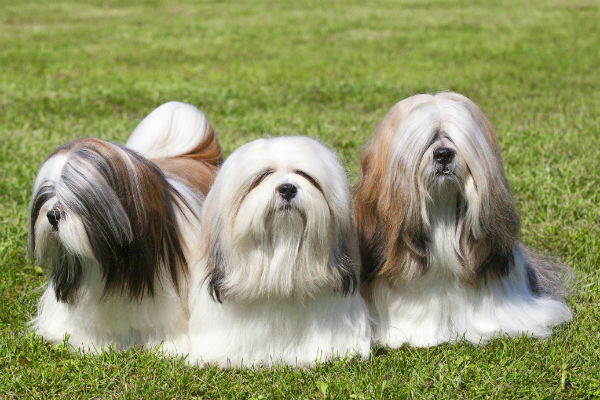 tibetan apso dog