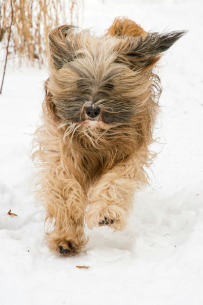 akc tibetan terrier