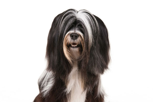 akc tibetan terrier