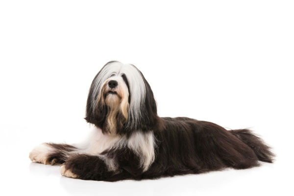 akc tibetan terrier