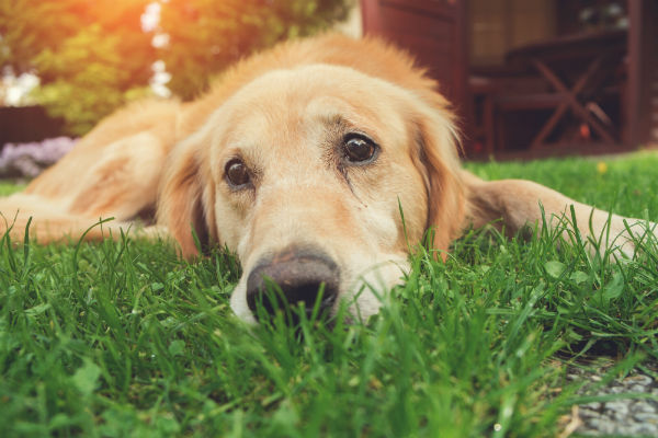 can kidney disease cause anemia in dogs