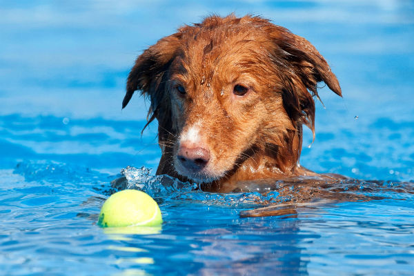 Toller best sale poodle mix