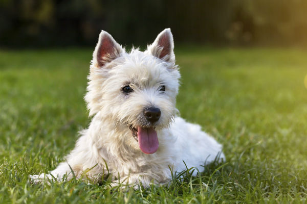 White dog with black spot on hot sale eye name