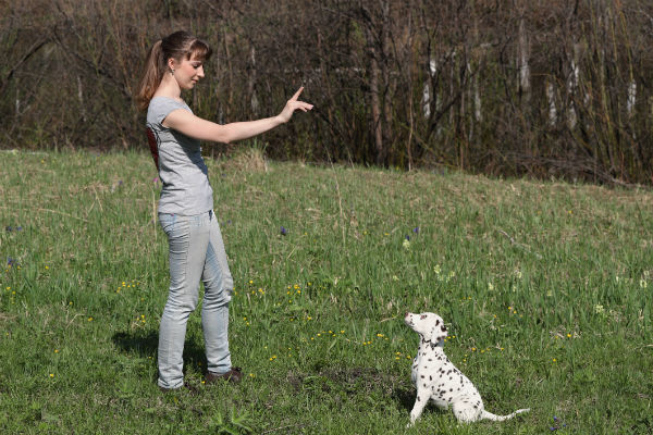 how to train your dog to be super obedient