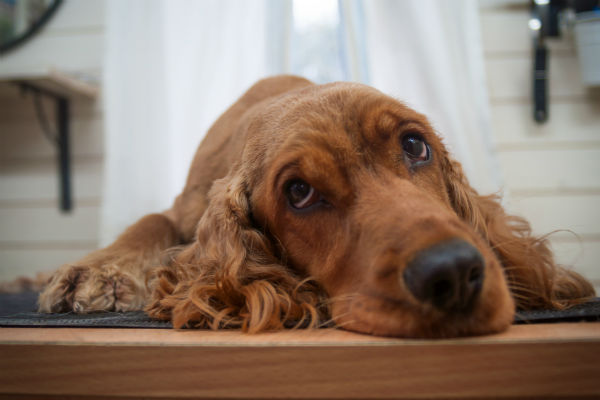 cocker spaniel