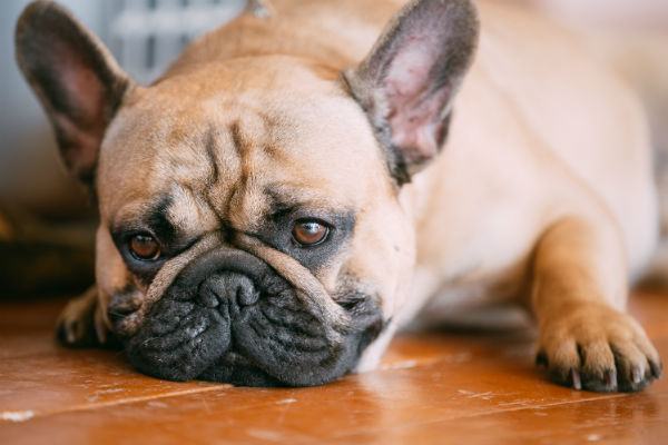 tramadol swelling eyes dogs