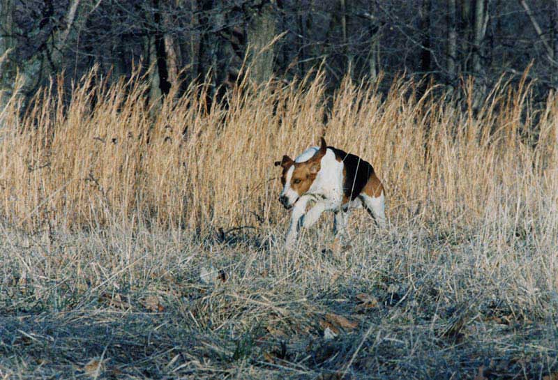 coonhound hunting