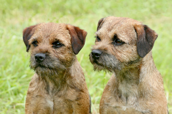 border terrier plush