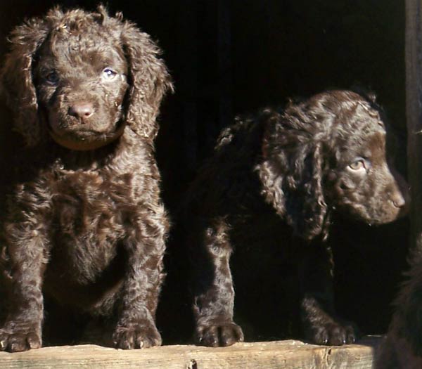 American water 2024 spaniel dogs