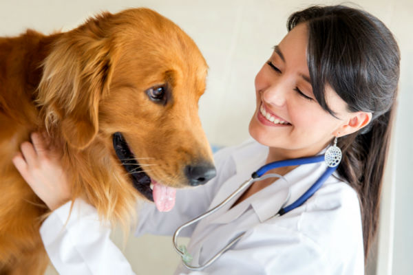 Doggedly Pursuing The Right Vet For Your Pet American Kennel Club