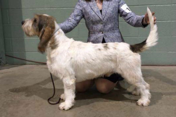 are grand basset griffon vendeen puppies lazy