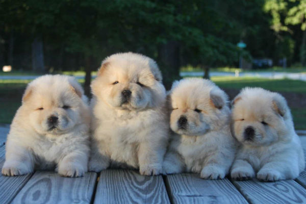 White puppy 2025 chow chow