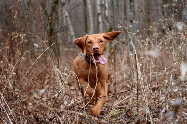 Photos: Athletes and their dogs