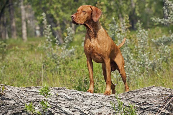 types of bird dogs