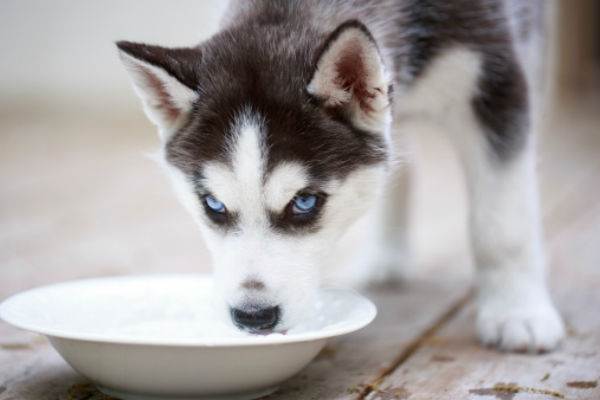 how much water should a puppy drink in a day