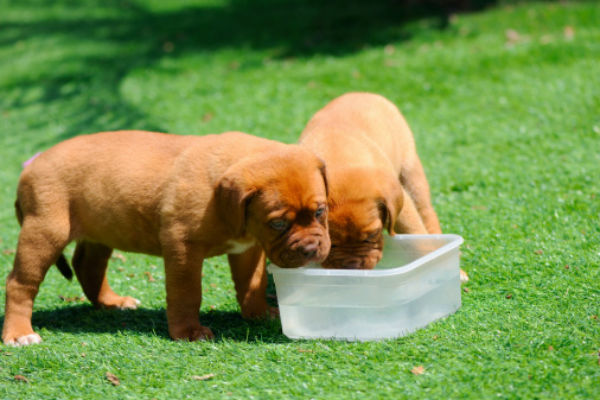 how often do puppies drink water