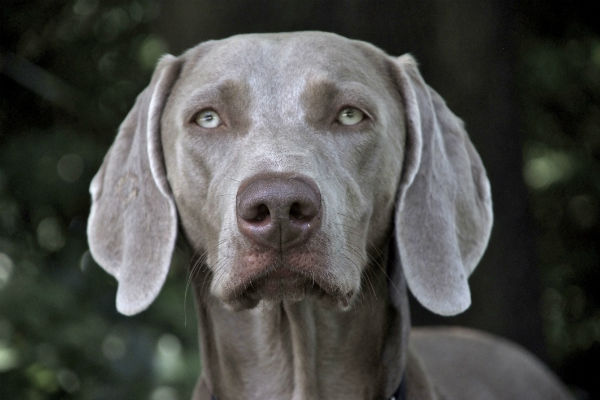 weimaraner