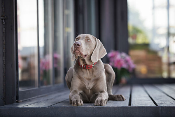 weimaraner_body_image_