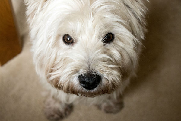 westie begging