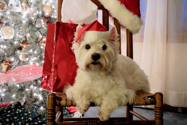 Why a Dog Should Not be a Christmas Present - Kennel to Couch