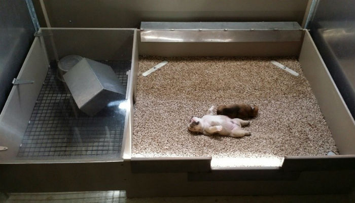 Dog shop birthing box