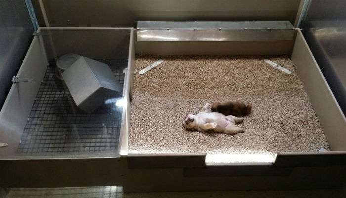 What Is A Whelping Box Used For Clearance Wholesale Www pinnaxis