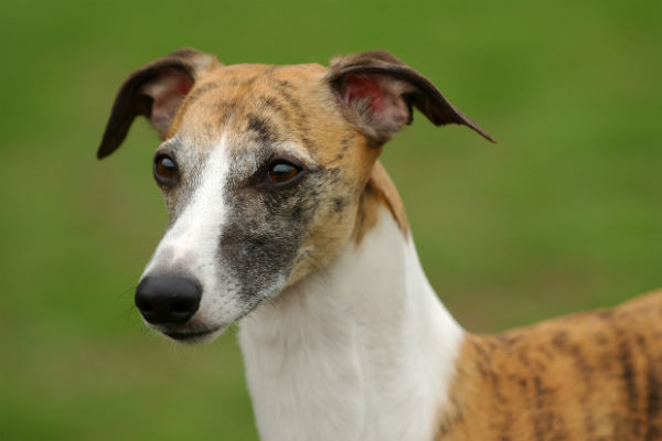 whippet mixed breeds