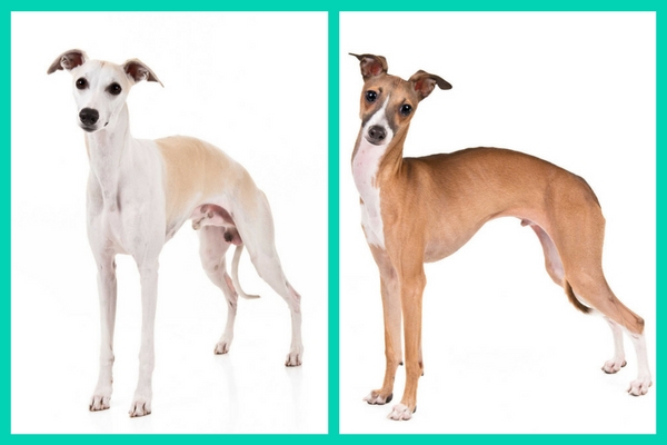 dogs that look like greyhounds