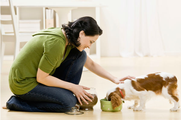 How Much Should I Feed My Dog? – American Kennel Club