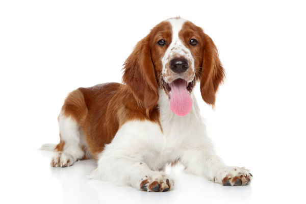 what is an akc springer spaniel