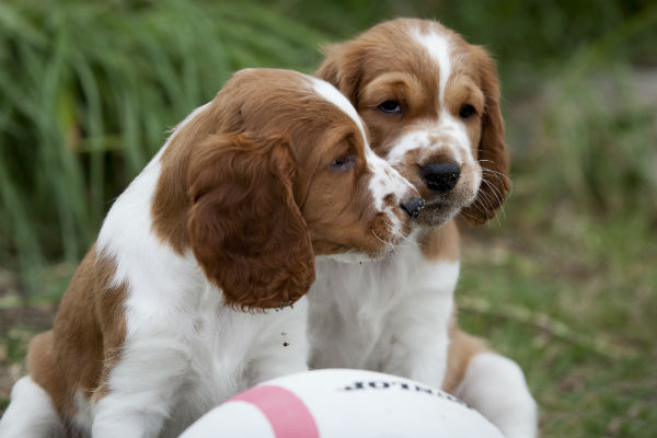 is a springer spaniel a good family dog