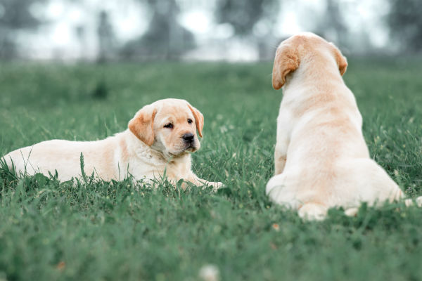 yellow lab pups