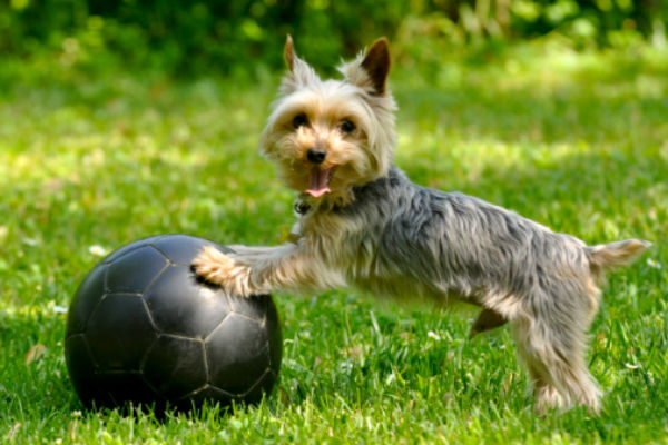 puppy soccer ball