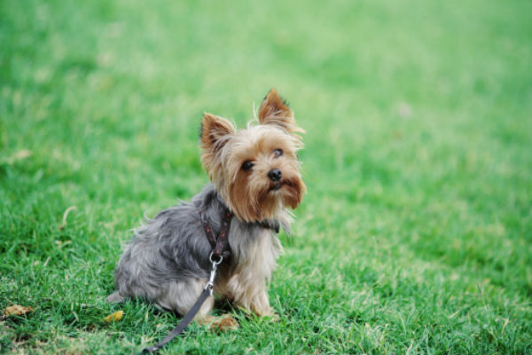 yorkshire terrier