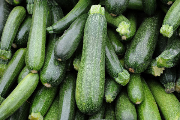 Can Dogs Eat Zucchini American Kennel Club