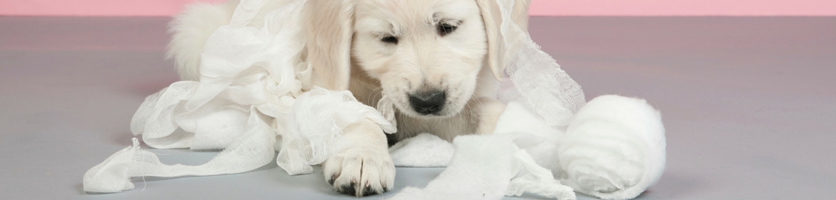 Dog Training - Behavior Issues - American Kennel Club