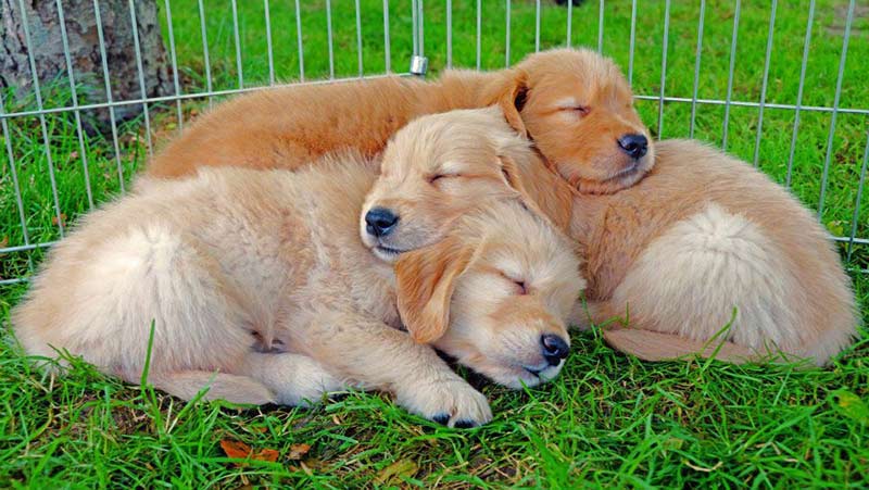 american kennel club puppies
