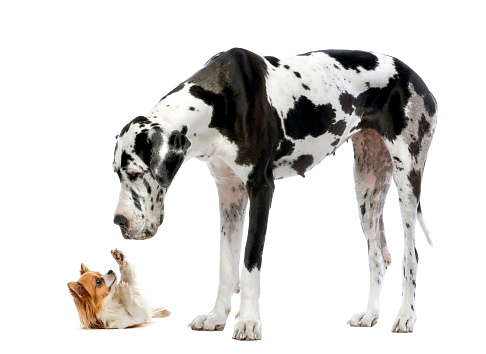 Why Small Dogs Behave Differently Than 