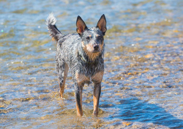 does the australian cattle dog grow big