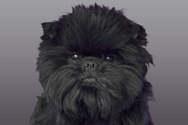 small black dog breeds