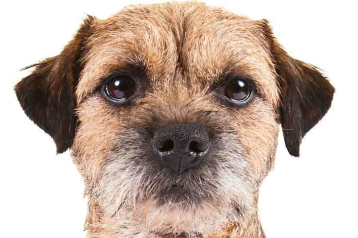 Border Terrier Dog Breed Information American Kennel Club