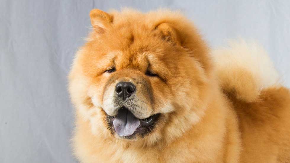 about chow chow
