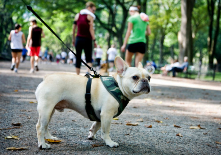 How to Potty Train a Dog in An Apartment