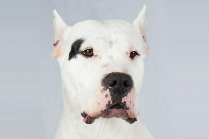 dogo breed dogo argentino breed information american kennel club dogo breed dogo argentino breed information american kennel club