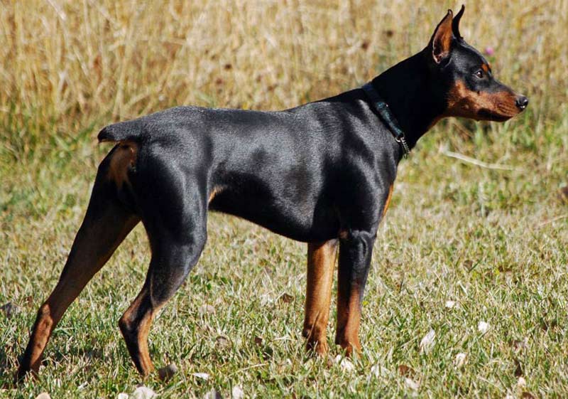 10 Things the German Pinscher Wants You 
