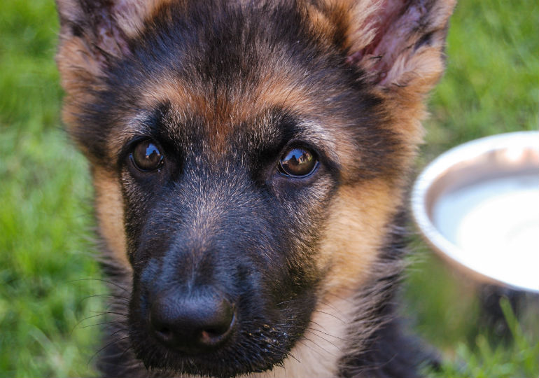 Soothing Anxious Dogs Without Medication American Kennel Club