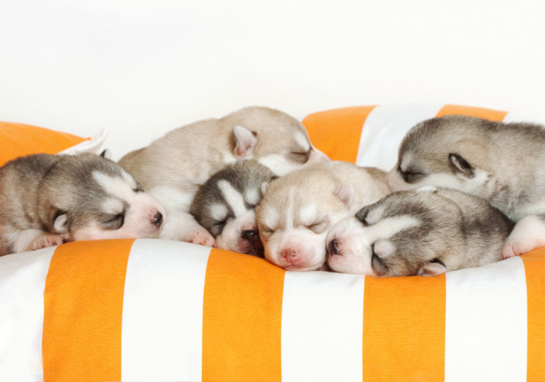 newborn pug puppy care